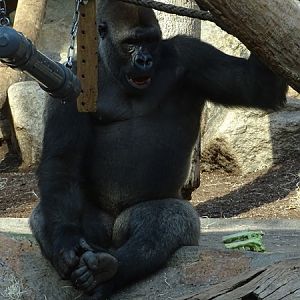 Western lowland gorilla (Gorilla gorilla gorilla)
