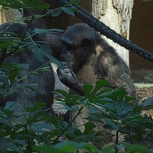Common chimpanzee (Pan troglodytes)