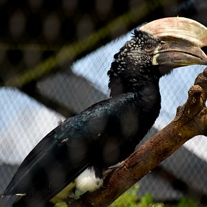 Silvery-cheeked Hornbill (Bycanistes brevis)