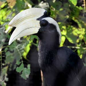 Black Hornbill (Anthracoceros malayanus)