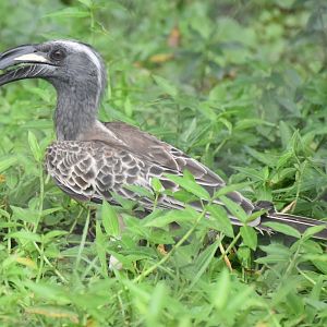 Northern African Grey Hornbill (Lophoceros nasutus nasutus)