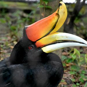 Javan Rhinoceros Hornbill (Buceros rhinoceros silvestris)