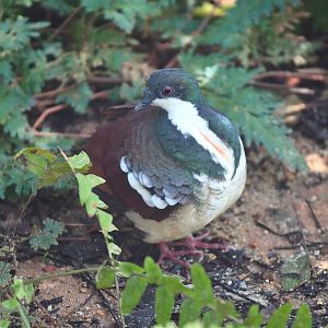 Negros Bleeding-heart Dove