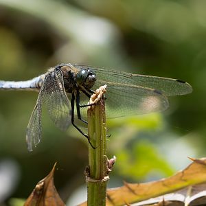 Black tailed skimmer, RSPB Rainham Marshes, UK
