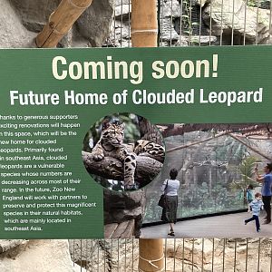 Clouded Leopard Exhibit coming soon