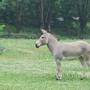 Somali Wild Ass