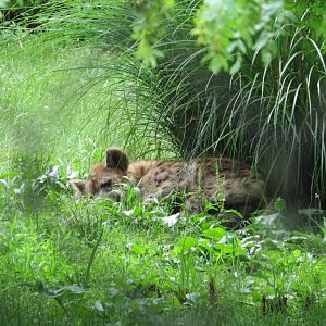 Spotted Hyena