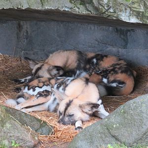 African Wild Dogs sleeping