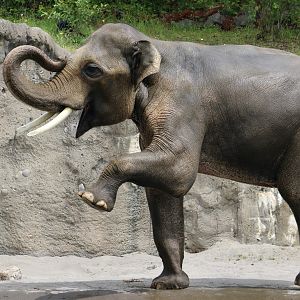 Asian Elephant (Elephas maximus) "Samudra"