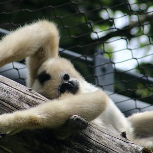 Northern White-Cheeked Gibbon (Nomascus leucogenys) "Harper"