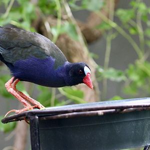 Allen's Gallinule (Porphyrio alleni)