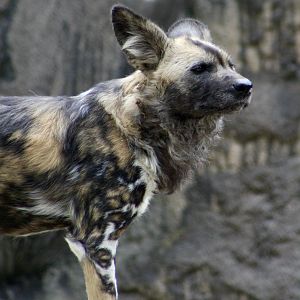 African Wild Dog (Lycaon pictus)