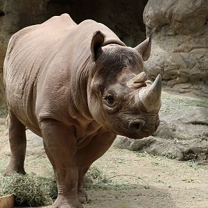 Eastern Black Rhinoceros (Diceros bicornis michaeli)