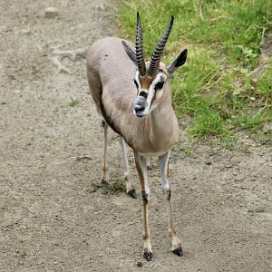 Speke's Gazelle (Gazella spekei)