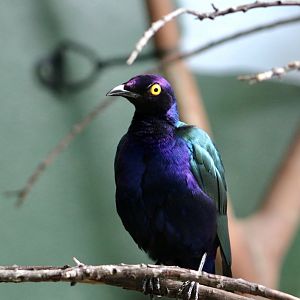 Purple Glossy Starling (Lamprotornis purpureus)