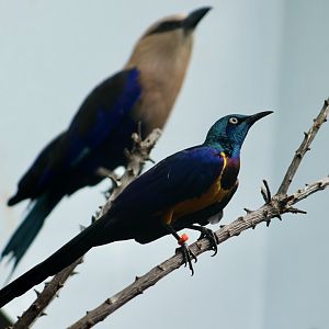 Golden-Breasted Starling (Lamprotornis regius) and Blue-Bellied Roller (Coracias cyanogaster)
