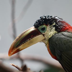 Curl-Crested Aracari (Pteroglossus beauharnaisii)