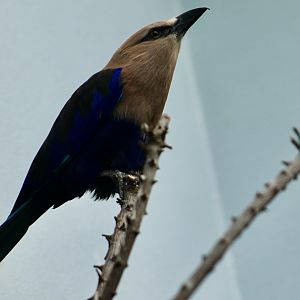 Blue-Bellied Roller (Coracias cyanogaster)