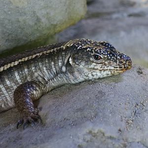 Giant Plated Lizard (Matobosaurus validus)
