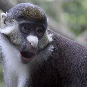Schmidt's Red-Tailed Guenon (Cercopithecus ascanius schmidti)