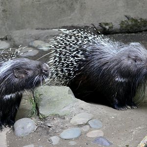 Crested Porcupine (Hystrix cristata)