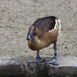 Fulvous Whistling Duck (Dendrocygna bicolor)