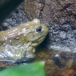 African Bullfrog (Pyxicephalus adspersus)
