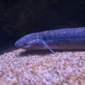 West African Lungfish (Protopterus annectens)