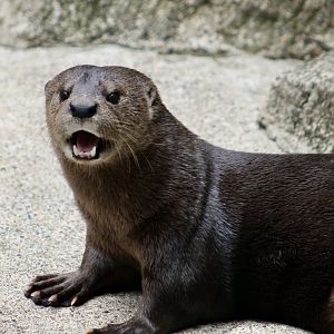 Spotted-Necked Otter (Hydrictis maculicollis)