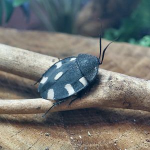 Indian Domino Cockroach (Therea petiveriana)