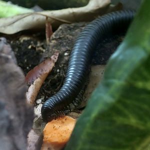 Giant African Millipede (Archispirostreptus gigas)
