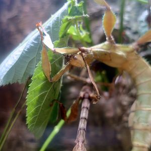 Spiny Leaf Insect (Extatosoma tiaratum)