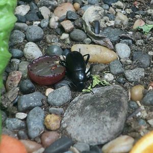Armored Stink Beetle (Eleodes armata)