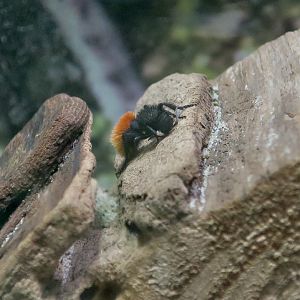 Magnificent Velvet Ant (Dasymutilla magnifica)