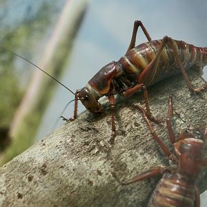 Mormon Cricket (Anabrus simplex)
