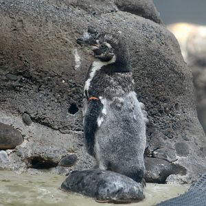 Humboldt Penguin (Spheniscus humboldti) molting
