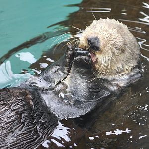 Southern Sea Otter (Enhydra lutris nereis) eating a mussel