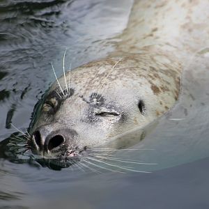 Pacific Harbor Seal (Phoca vitulina richardsi)
