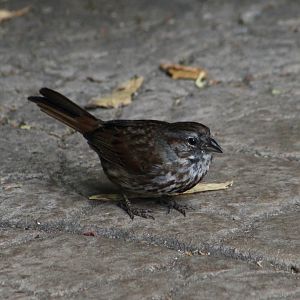 Northwestern Song Sparrow (Melospiza melodia morphna) - wild