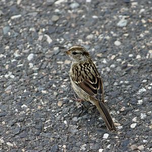 White-Crowned Sparrow (Zonotrichia leucophrys pugetensis) juvenile - wild