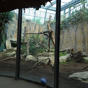 Moustached monkey and rock hyrax enclosure