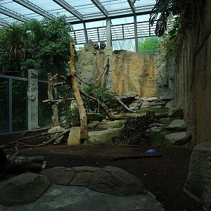 Moustached monkey and rock hyrax enclosure