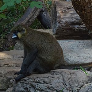 Moustached monkey (Cercopithecus cephus)