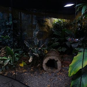 Elephant shrew enclosure