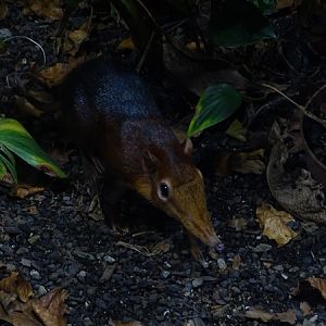 Black and rufous elephant shrew (Rhynchocyon petersi)