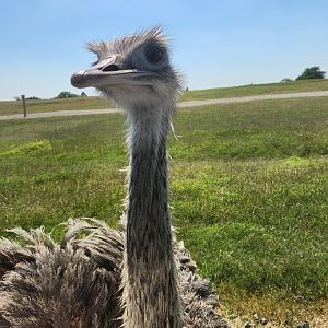 Tennessee Safari Park - Greater Rhea