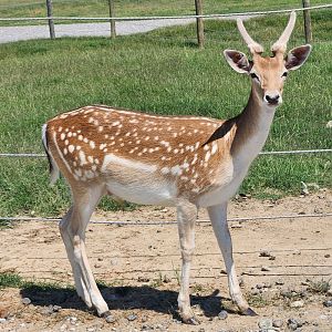Tennessee Safari Park - Fallow Deer