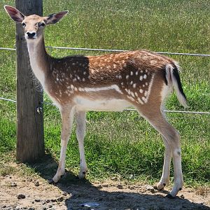 Tennessee Safari Park - Fallow doe
