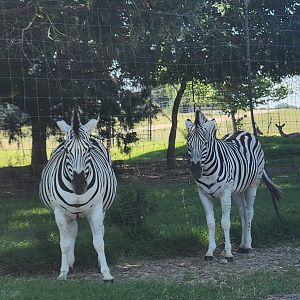 Tennessee Safari Park - Damaraland Zebra