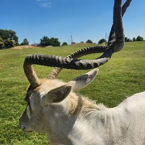 Tennessee Safari Park - Addax